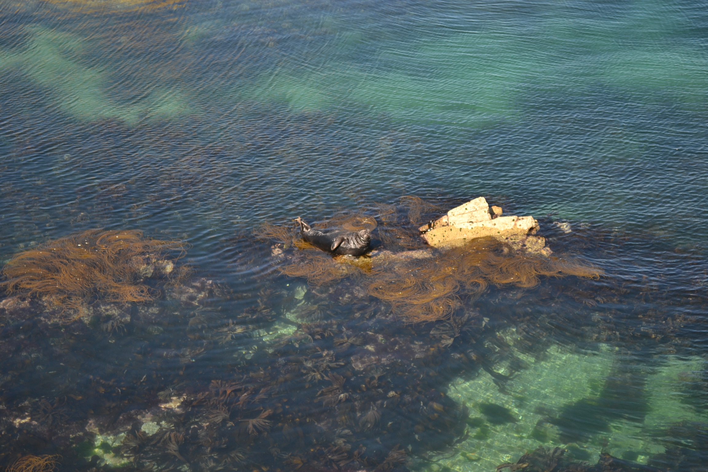 DSC_1062 unnecessary seal (7)